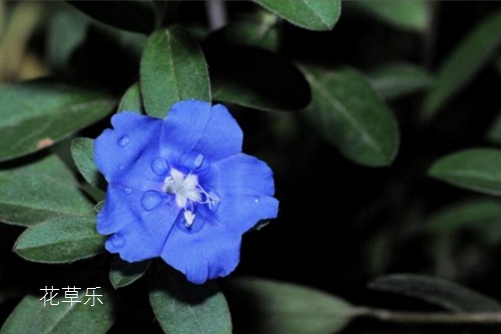 蓝星花图片大全,蓝星花的高清图片大全