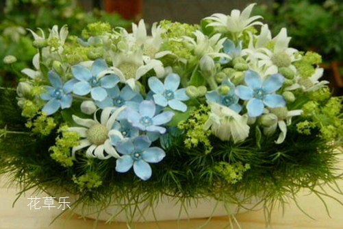 蓝星花图片大全,蓝星花的高清图片大全