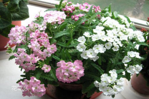 五色梅的作用,有了它,不再惧怕苍蝇蚊虫