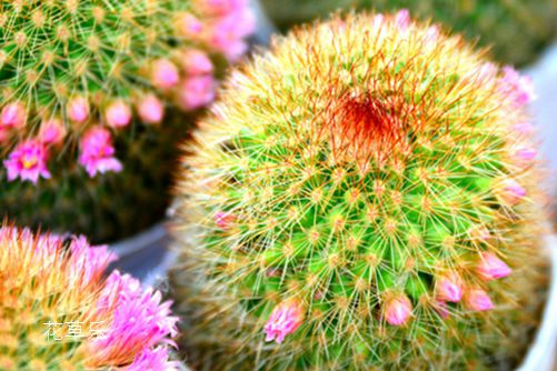 仙人球的作用和功效,沙漠中的精灵它全身都是宝!