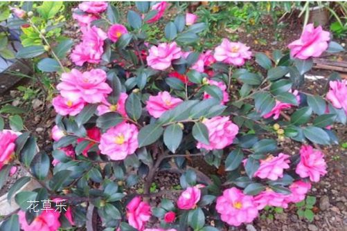 茶梅花与茶花哪个好养?名似梅花却是茶,说是山茶还又梅