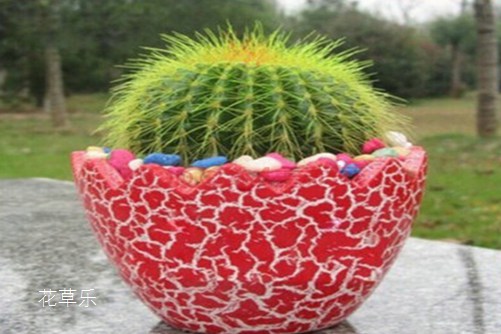 仙人球需要施肥吗?仙人球这样施肥保证长得好!