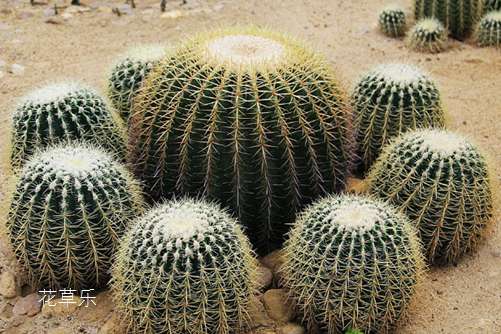 仙人球需要施肥吗?仙人球这样施肥保证长得好!