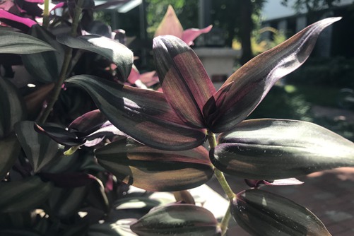 紫鸭跖草的养殖方法,紫色花海,谁说只有薰衣草和紫罗兰?