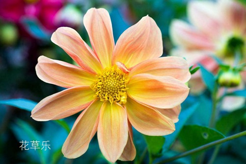 小丽花图片大全,小丽花高清图片大全