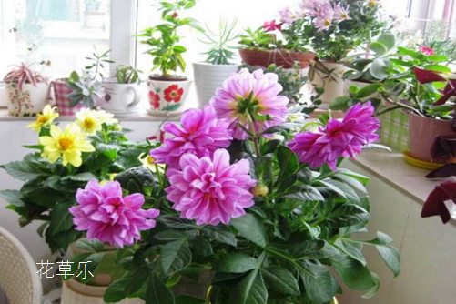 小丽花图片大全,小丽花高清图片大全