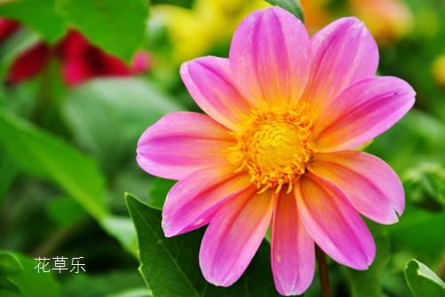 小丽花到底花属谁家,小丽花与大丽花的区别?