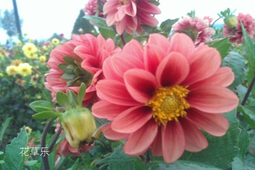 小丽花到底花属谁家,小丽花与大丽花的区别?