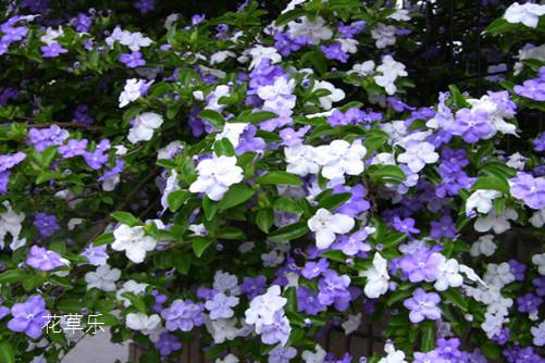 双色茉莉怎么施肥?教你几招,枝繁叶茂,花开不断,香飘满屋!