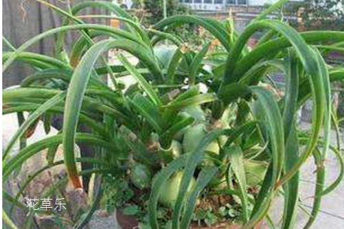 虎眼万年青怎么吃 ?这样做,发挥它最大的功效!