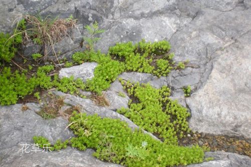垂盆草和佛甲草的区别,看一眼叶子就明白了就是这么简单