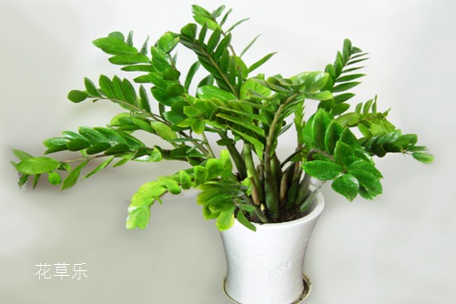 金钱树可以放在卧室吗?最好不,原因我来告诉你