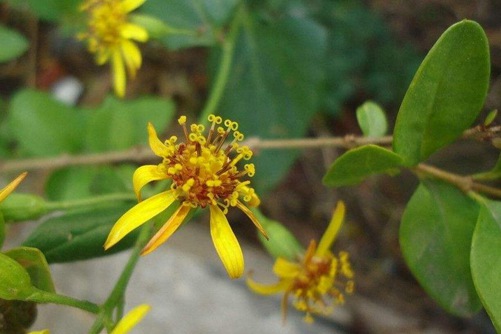 八角乌图片，高清八角乌图片