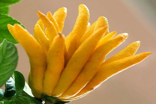 佛手图片,高清佛手图片大全