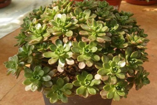 小人祭夏季怎么养?夏天养好小人祭你不知道的秘密!