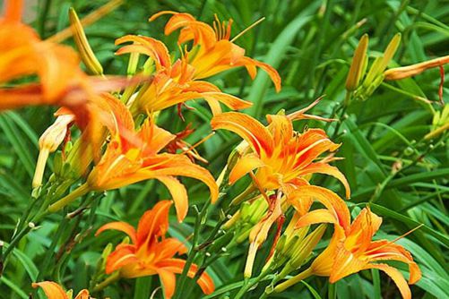 萱草图片,母亲之花萱草图片高清大图