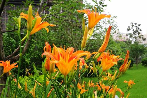 萱草图片,母亲之花萱草图片高清大图