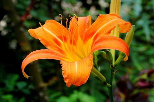 萱草图片,母亲之花萱草图片高清大图