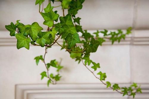 常春藤图片,常春藤图片高清大图