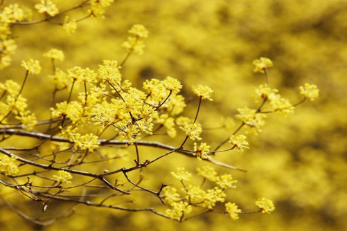 连翘图片,连翘图片高清大图