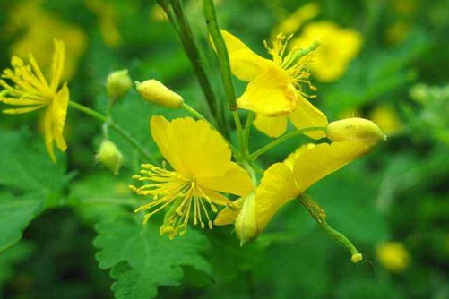 连翘图片,连翘图片高清大图