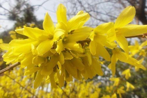 连翘图片,连翘图片高清大图