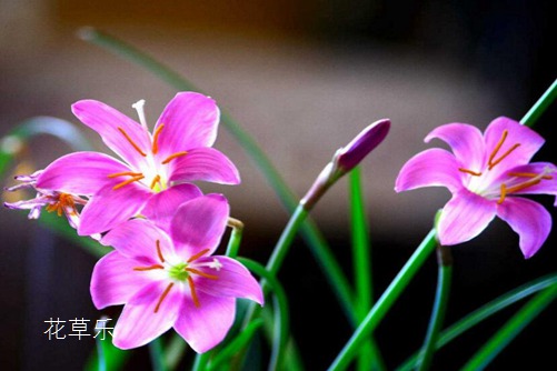会预测下雨的韭莲花图片大全,韭莲高清图片大