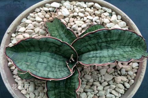 虎皮兰居然有30多个品种你知道吗?虎皮兰怎么移植