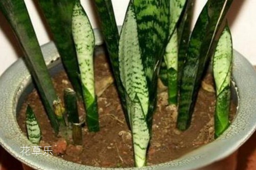 虎皮兰居然有30多个品种你知道吗?虎皮兰怎么移植