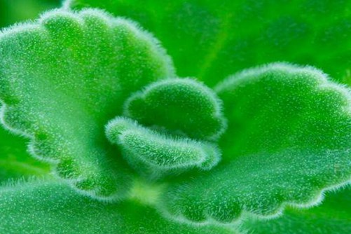 碰碰香有毒吗(没有),高清碰碰香图片大全