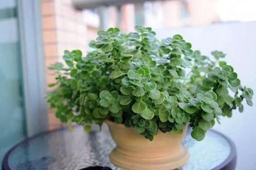 碰碰香有毒吗(没有),高清碰碰香图片大全