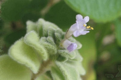 碰碰香有毒吗(没有),高清碰碰香图片大全