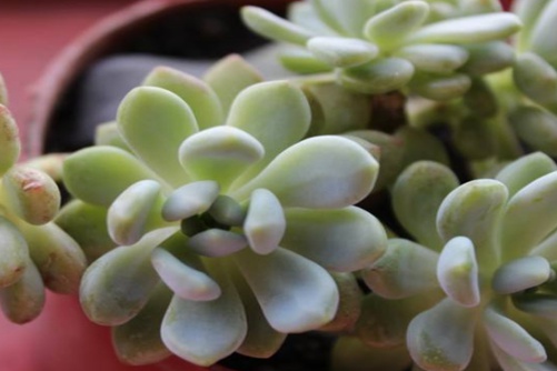 凝脂莲怎么养殖好?自带香气的肉,养1盆,家里天天香甜清新!