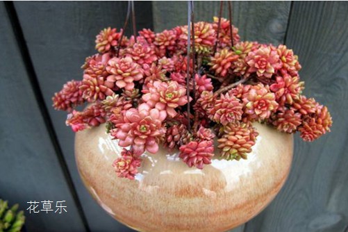 小玉烂根原因,用以下的方法,立马起死回生!