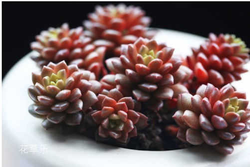 小玉的养殖方法及注意事项,我家小玉长成记!