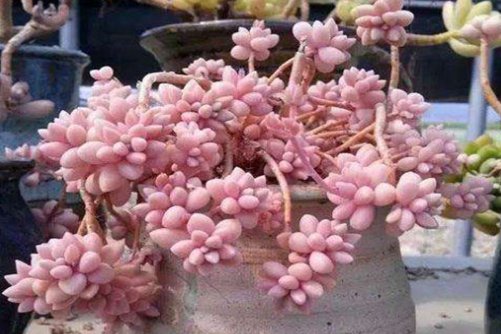 姬秋丽怎么养才能爆盆?别看我小巧,我也能“爆”到你笑!