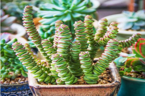 钱串怎么爆盆?通过“砍头”,你的钱串就成聚宝盆了!