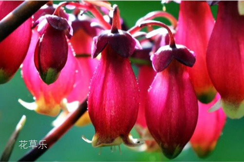 宫灯长寿花怎么修剪?我来告诉你