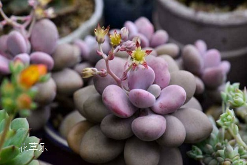 桃之卵叶片不红怎么办?不红,莫非你养的是一个假的桃之卵?