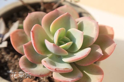 多肉白凤怎么养才会肤若凝脂?学会下面这几招就能做到