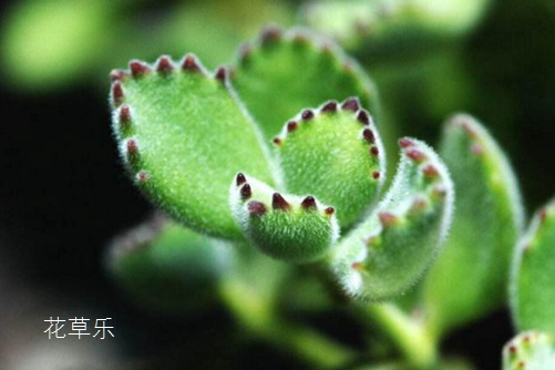 熊掌花怎么养才能有红爪子,把握光照和浇水是关键