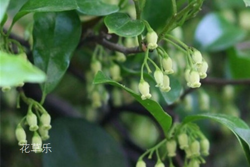 怎样让金弹子多挂果,达到观形观果的状态