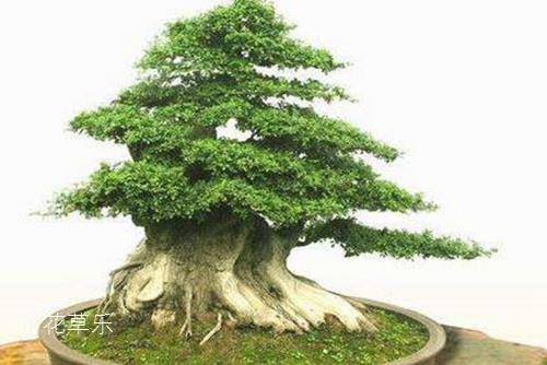 对节白蜡一到春天就疯长,怎样让其长期保型达到最佳观赏效果