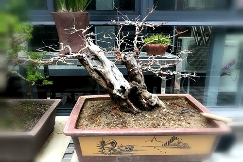 石榴盆景怎么养?石榴盆景如何制作?