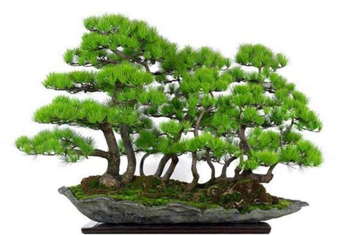 五针松怎么养?五针松的养护与管理