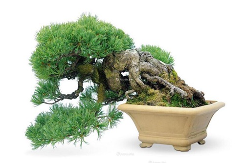 五针松怎么养?五针松的养护与管理