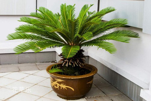 苏铁盆景应如何对叶片造型?如何矮化叶片?