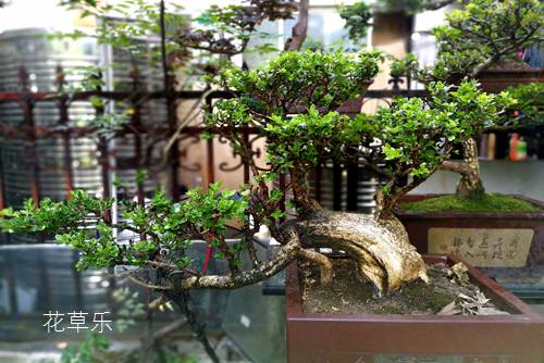 盆景四大贵族 崖柏,黄杨,小叶紫檀和红豆杉盆景介绍