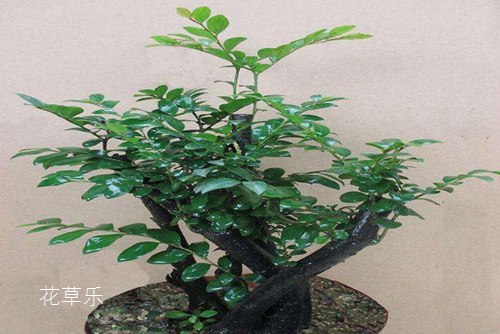 盆景四大贵族 崖柏,黄杨,小叶紫檀和红豆杉盆景介绍