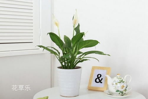 白掌怎么养,能轻松解决叶子发黄,让白掌叶子一直绿油油